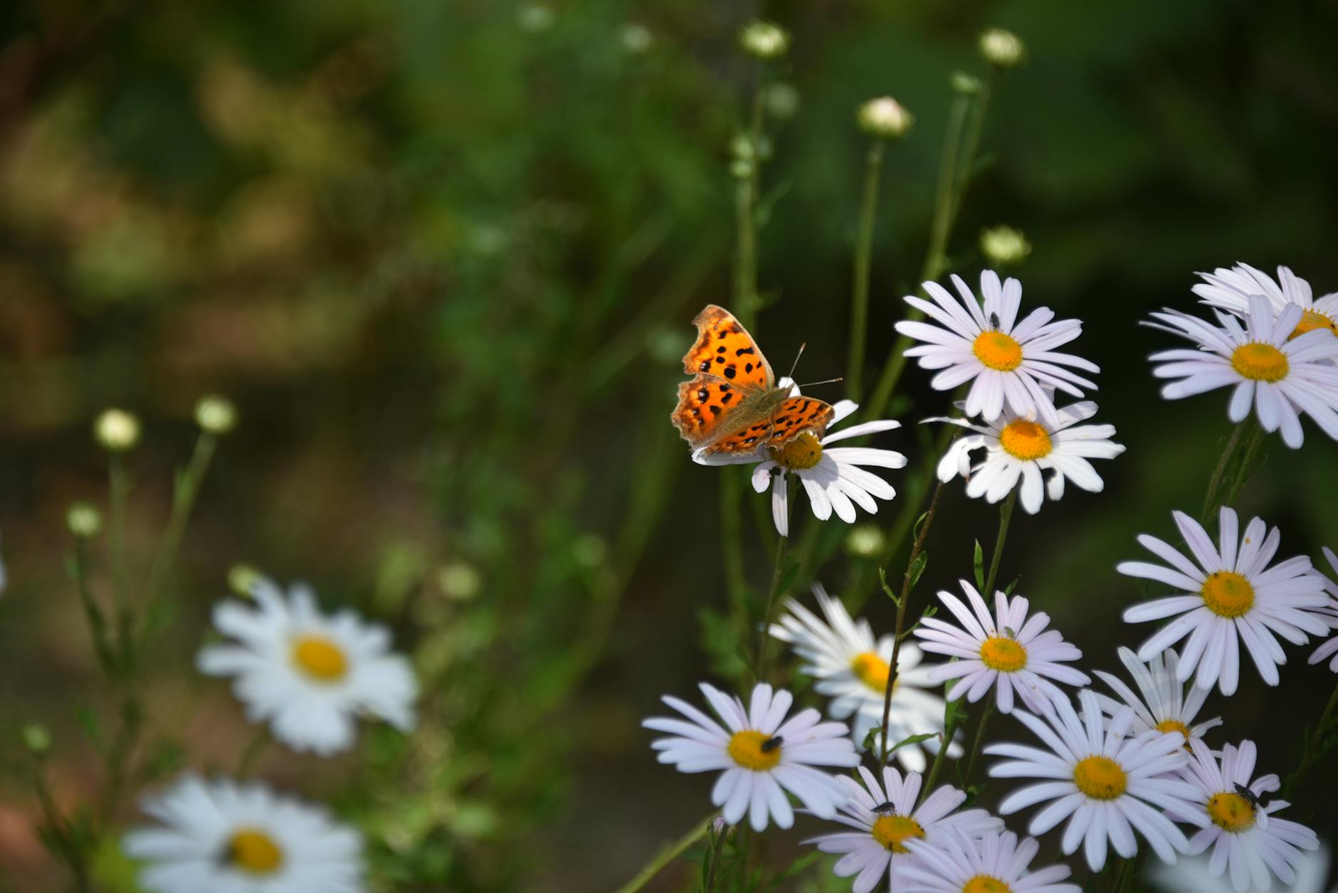 인천 드림체크카드 신청